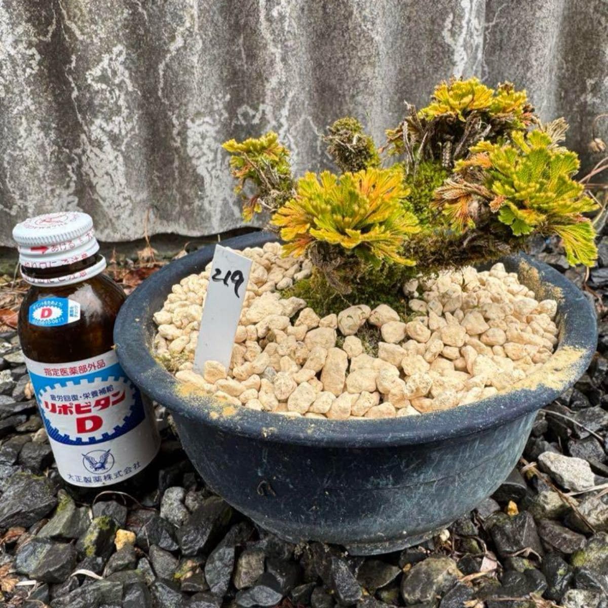 15年物 岩松 イワヒバ 岩ヒバ 盆栽 山野草 高山植物 219③ 盆栽(ヒバ)